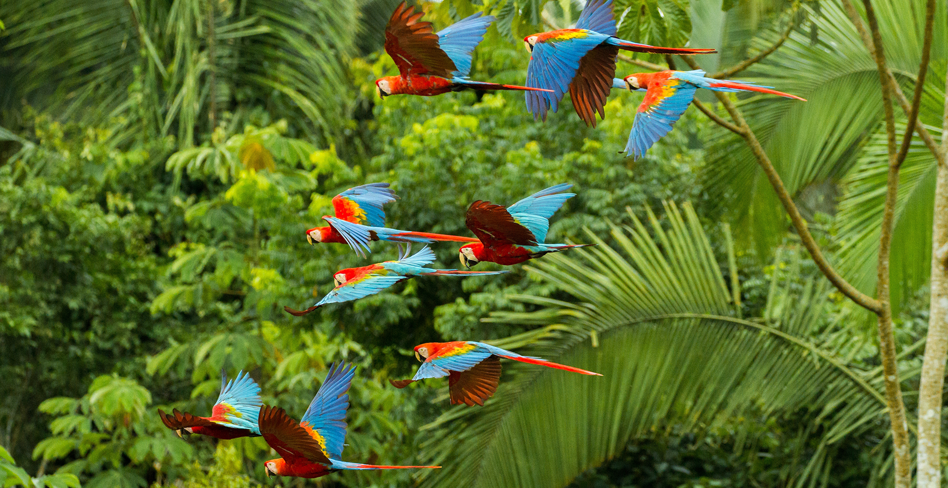 Scarlet Macaws, Osa Peninsula