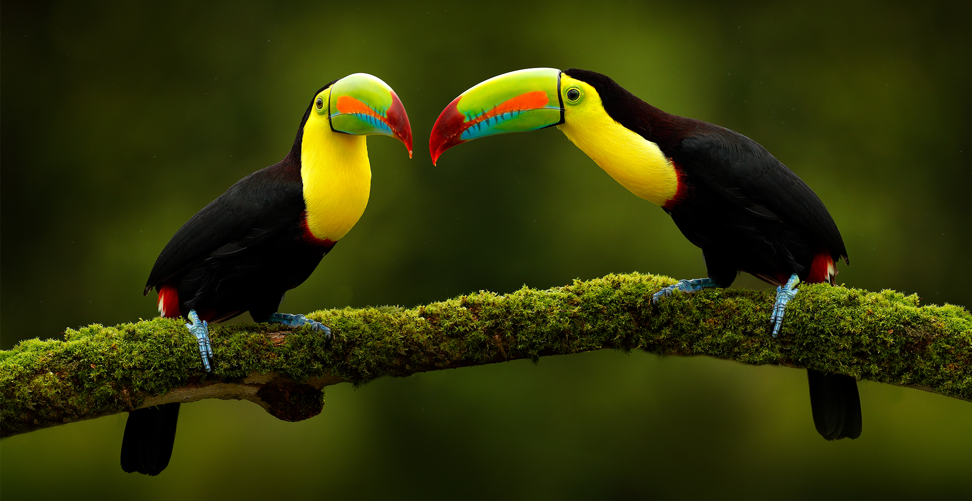 Two Toucans Enjoy Company