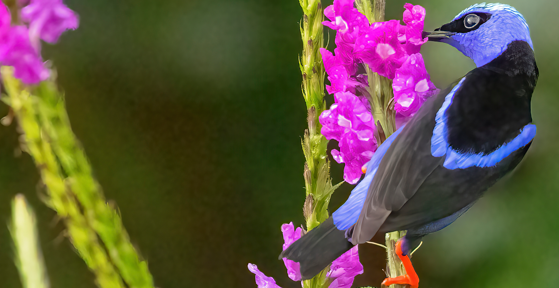 Red-Legged Honeycreeper, Costa Rica