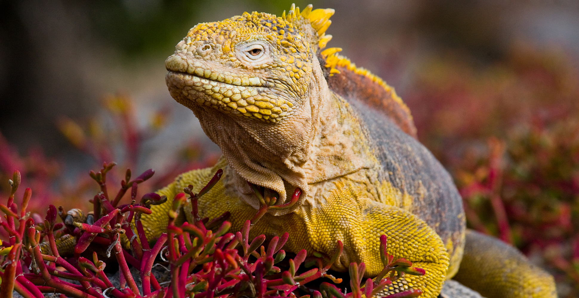 Iguana in the Galapagos