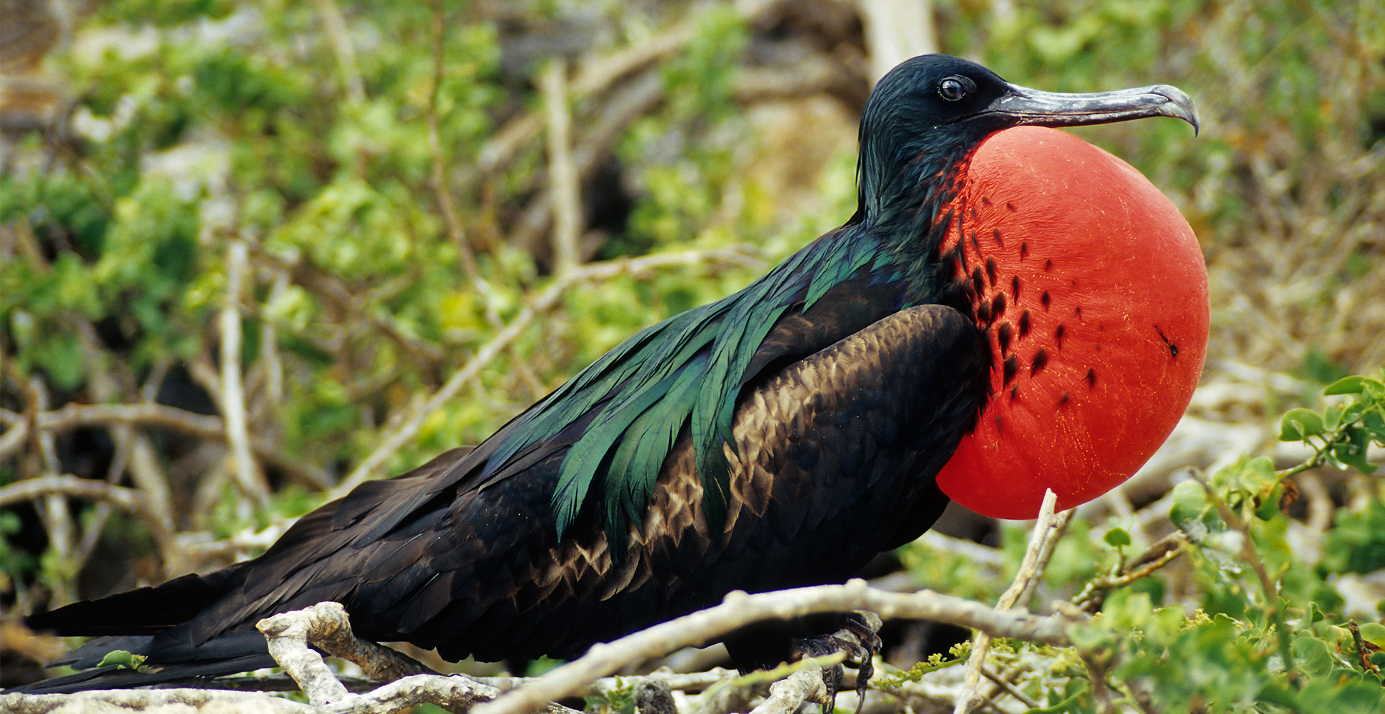 Frigate Bird, Galapagos