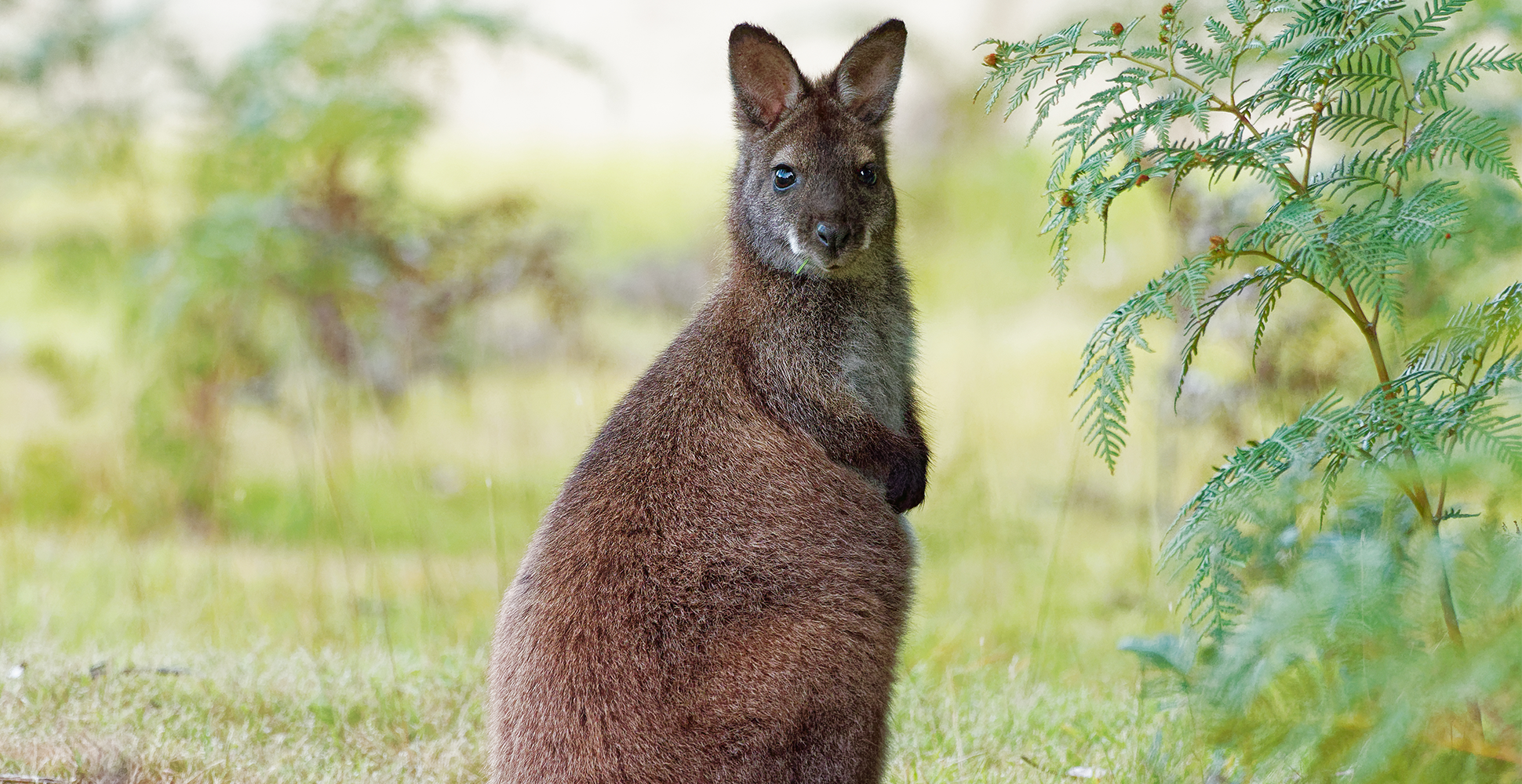 A Bennett's Wallaby in Tasmania