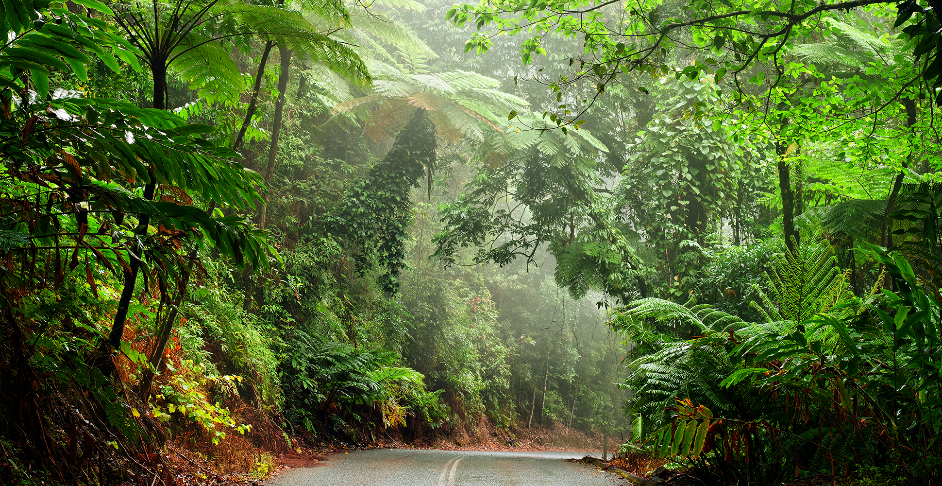 Daintree Rainforest Ecological Park, Australia