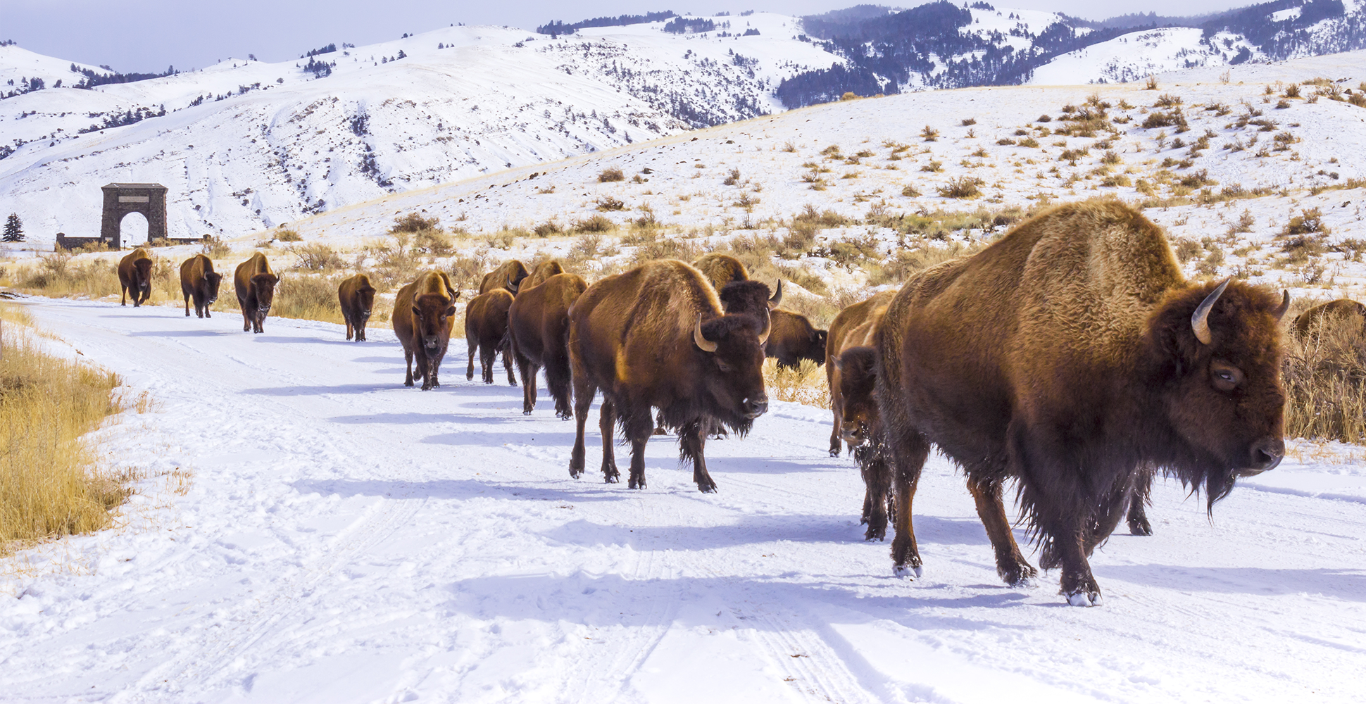 Bison walk near the North entrance of Yellowstone National Park