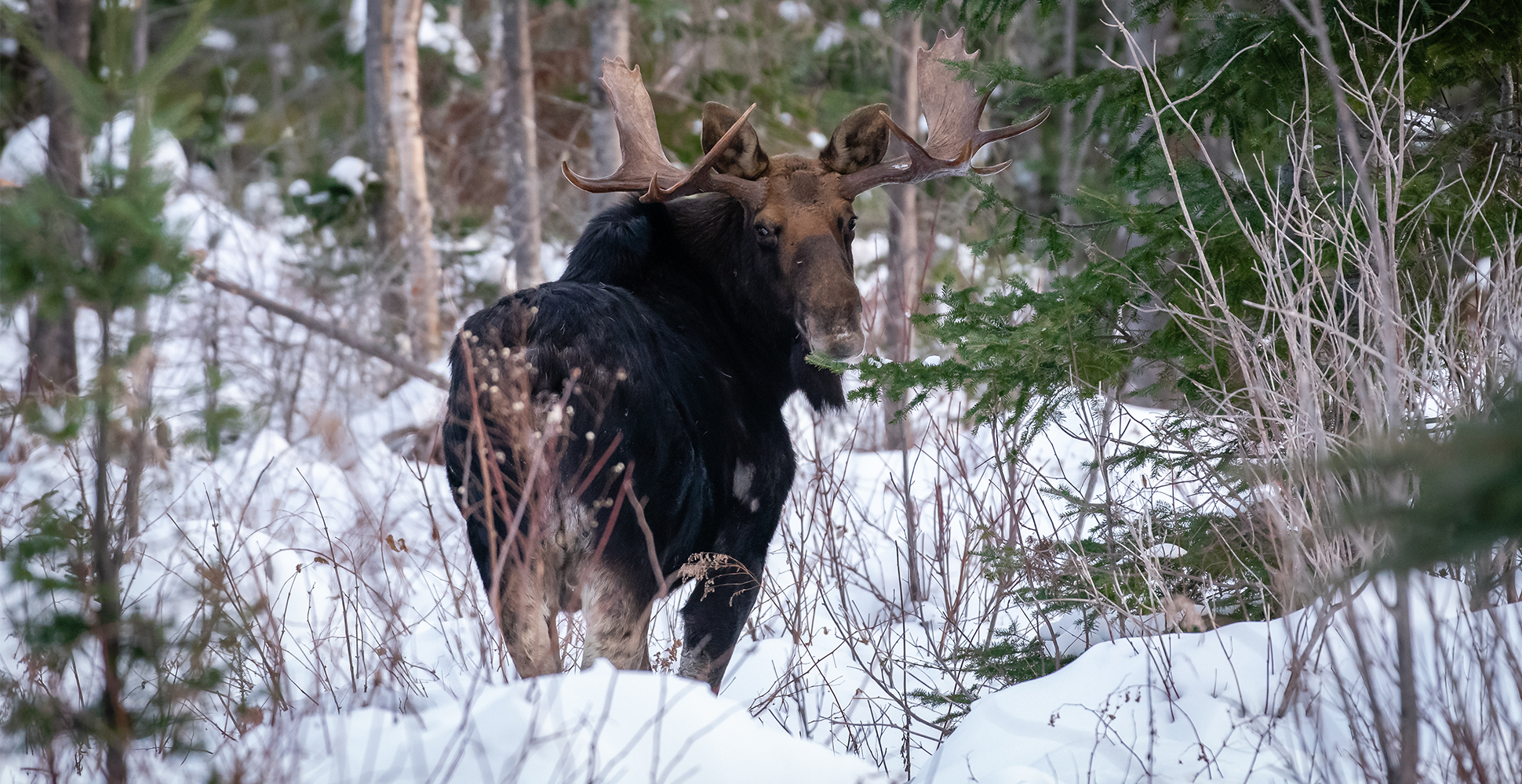 Bull Moose in Yellowstone