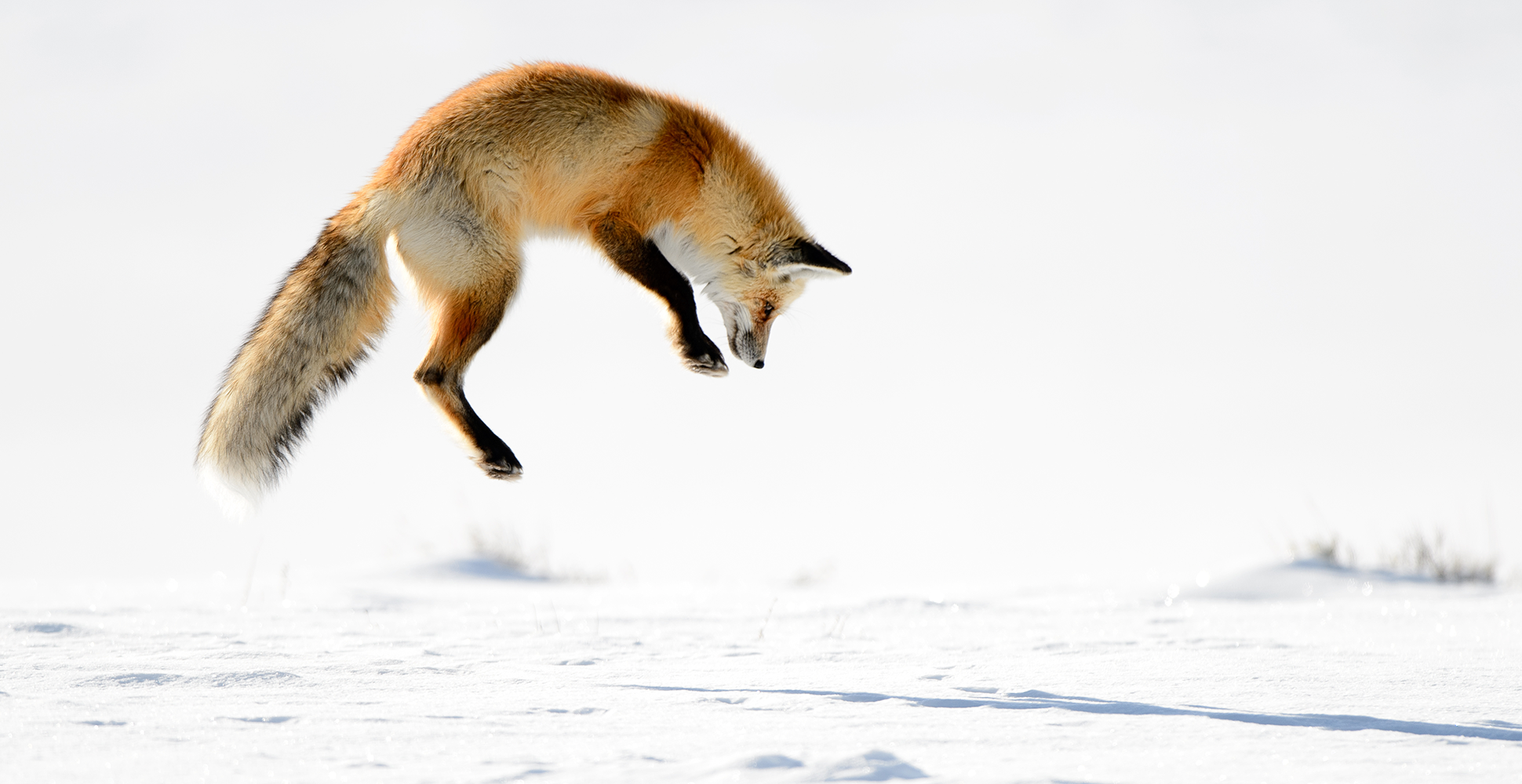 Fox on the Hunt in Yellowstone