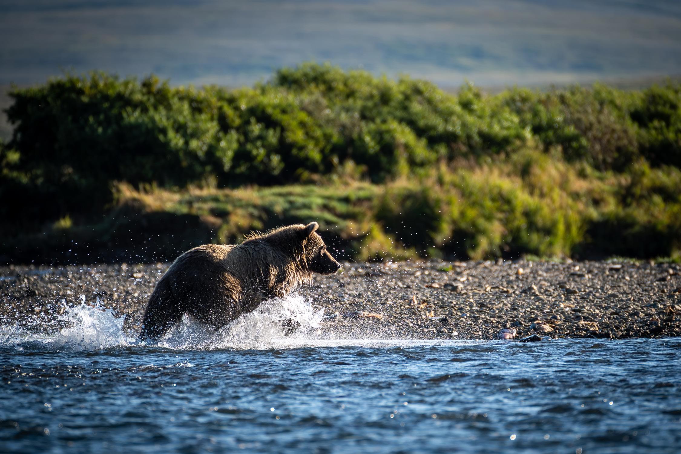 Katmai Grizzly Bear Fishing