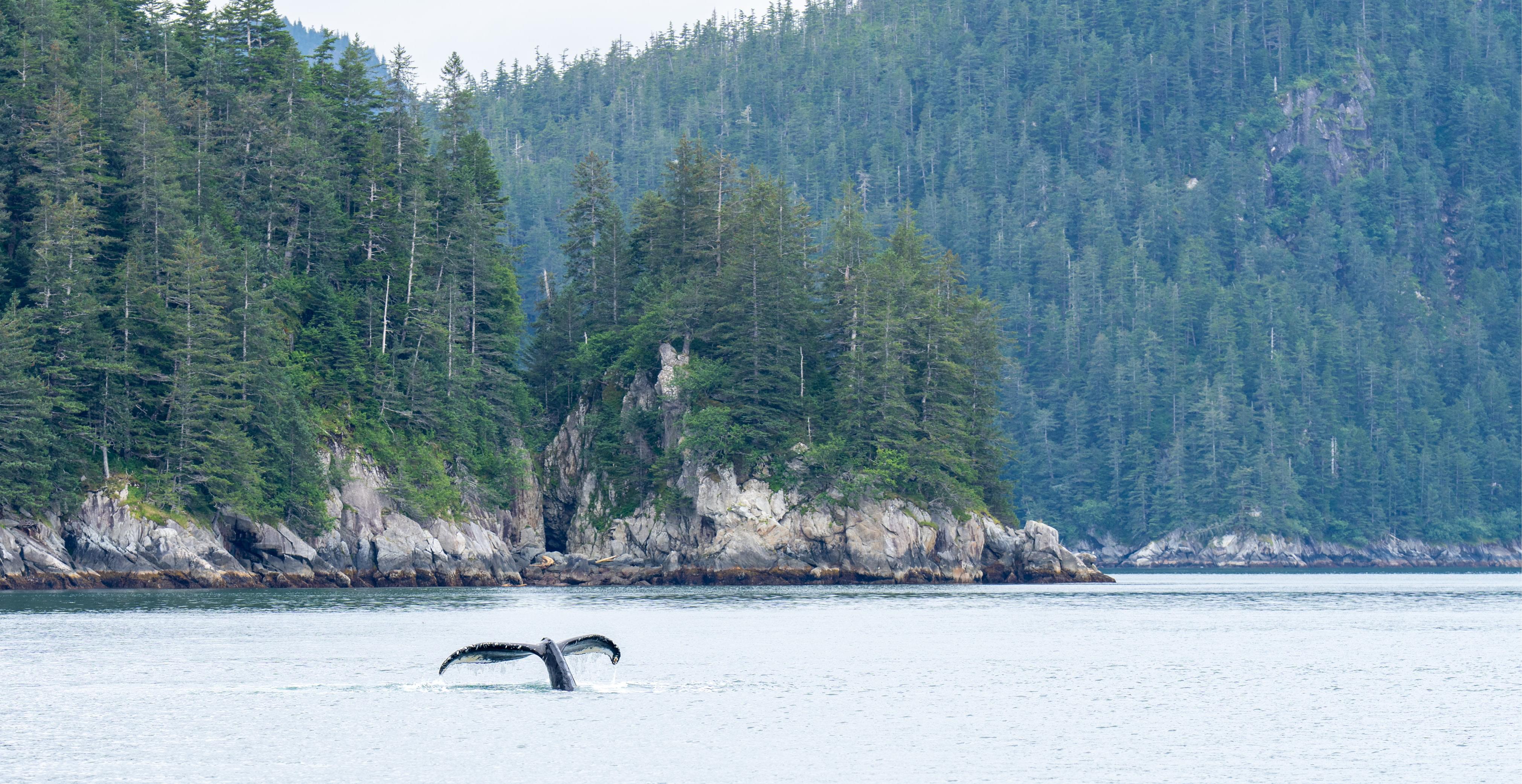 humpback whale boat cruise in Kenai Fjords National Park Alaska