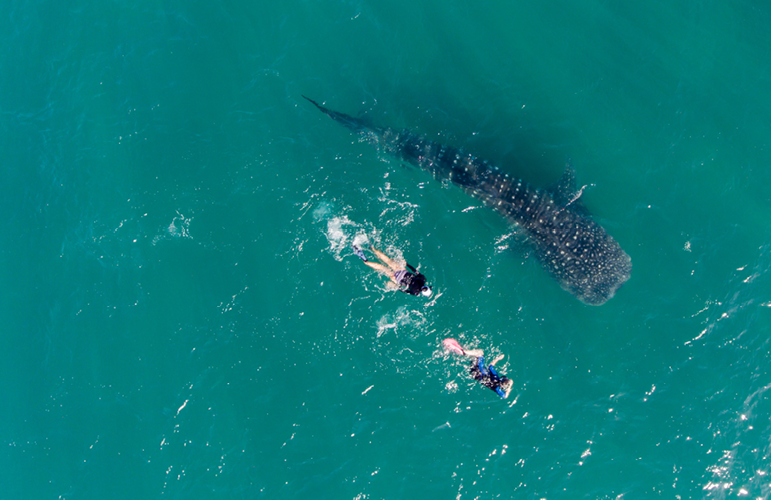 Swimming with Whale Sharks, Baja