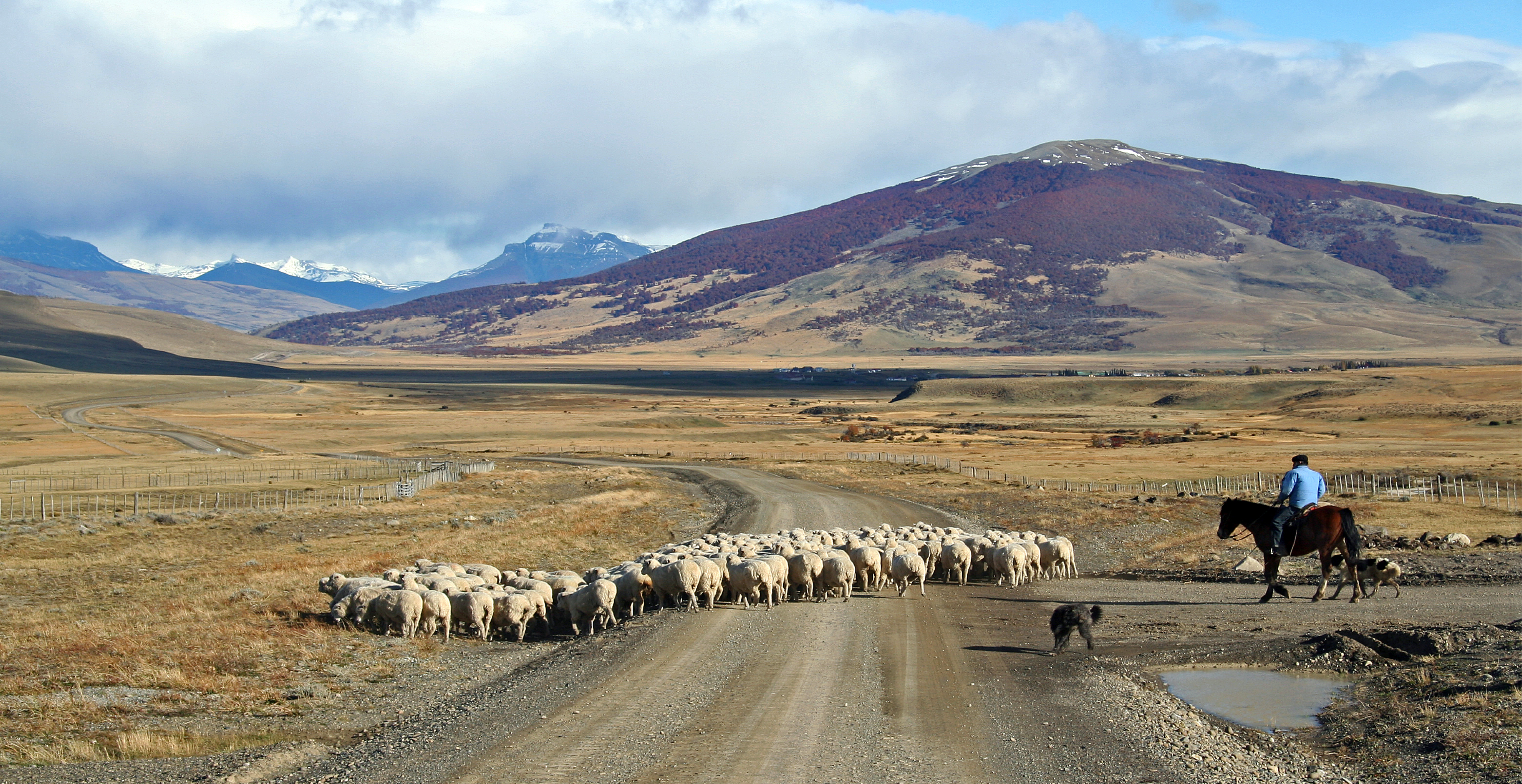 Gaucho with Sheep, Argentine Patagonia