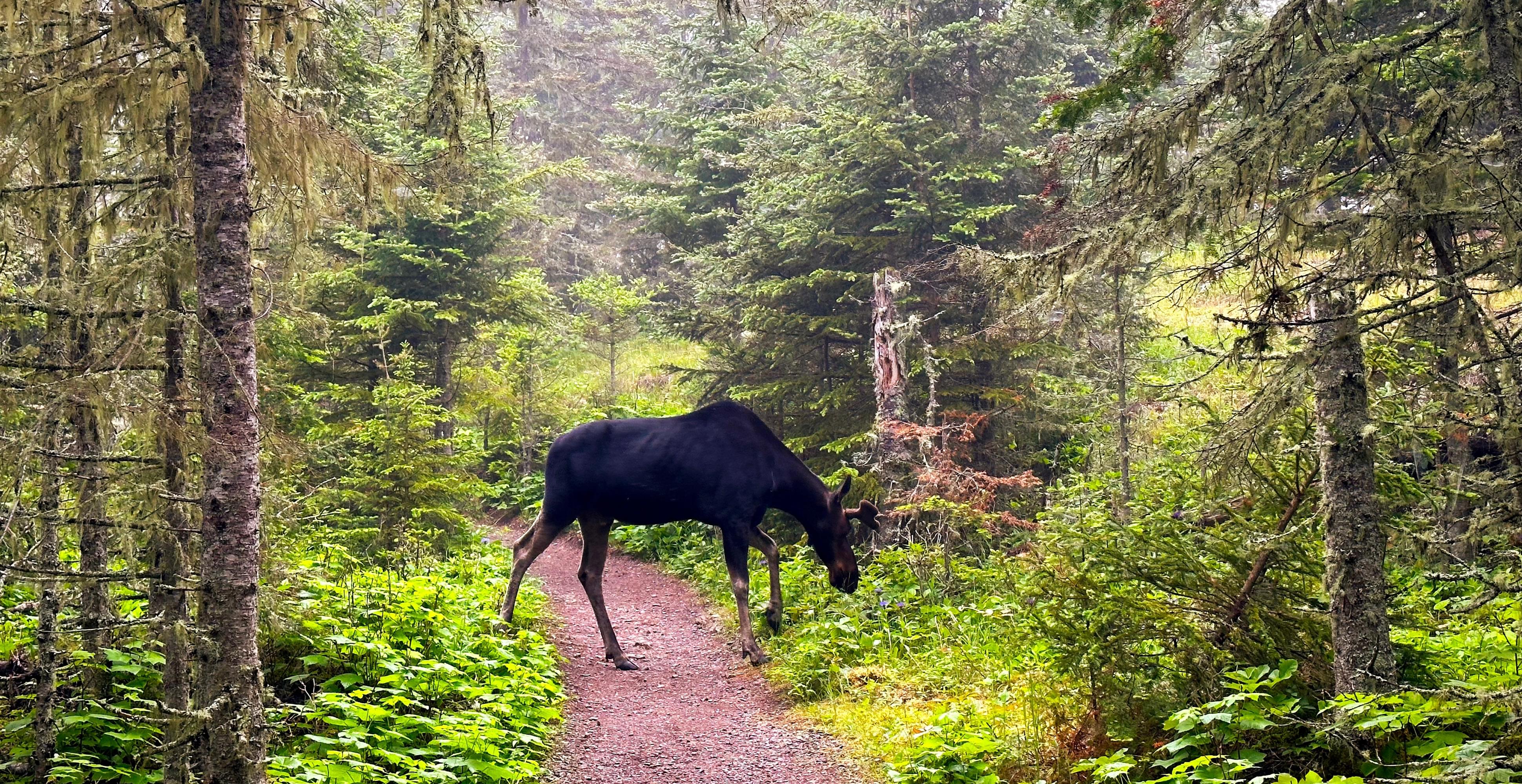 A moose on a trail in Isle Royale National Park